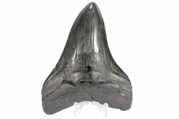 Large, Fossil Megalodon Tooth - South Carolina #86185